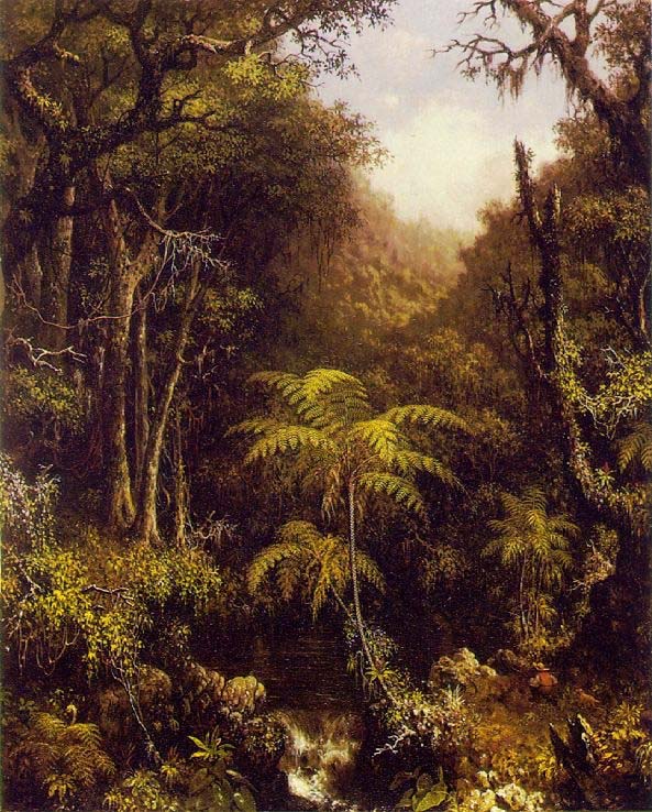 Brazilian Forest