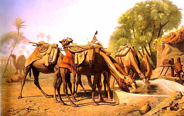 Camels at the Fountain