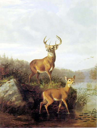 Deer Watching