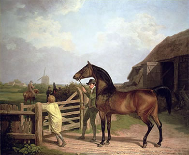 Bay Ascham, a Stallion Led Through a Gate to a Mare