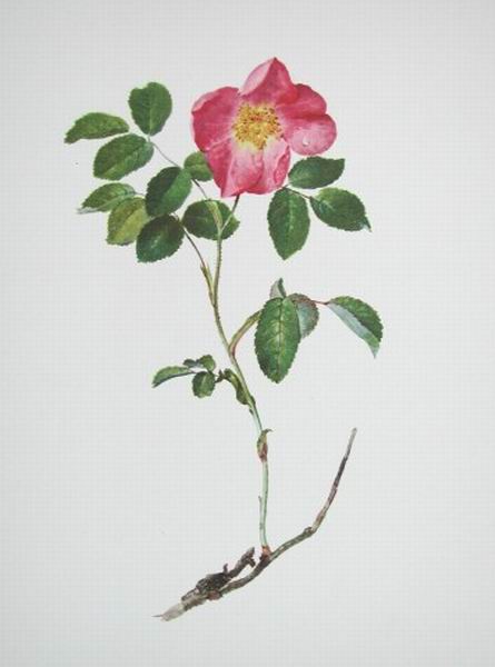 French Rose