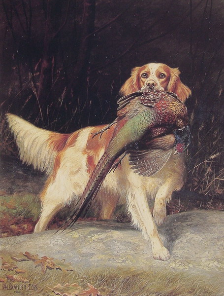 Springer Spaniel with Pheasant