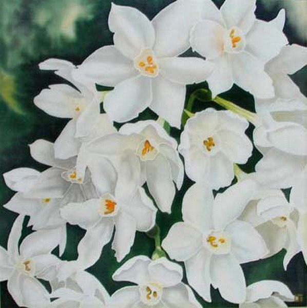 narcissi