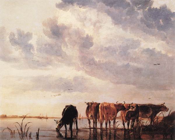 Cows in a River