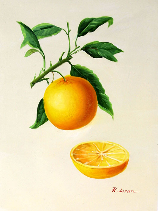 Oranges