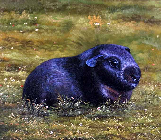 Black Guinea Pig