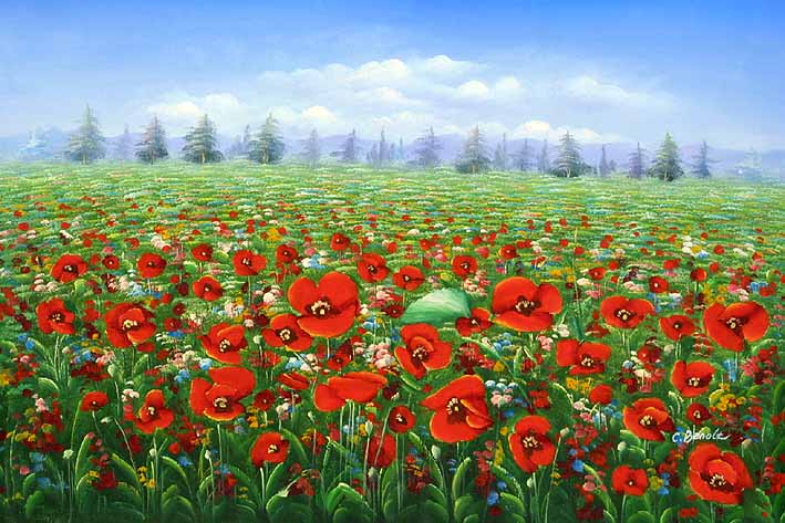 Red Poppy Fields