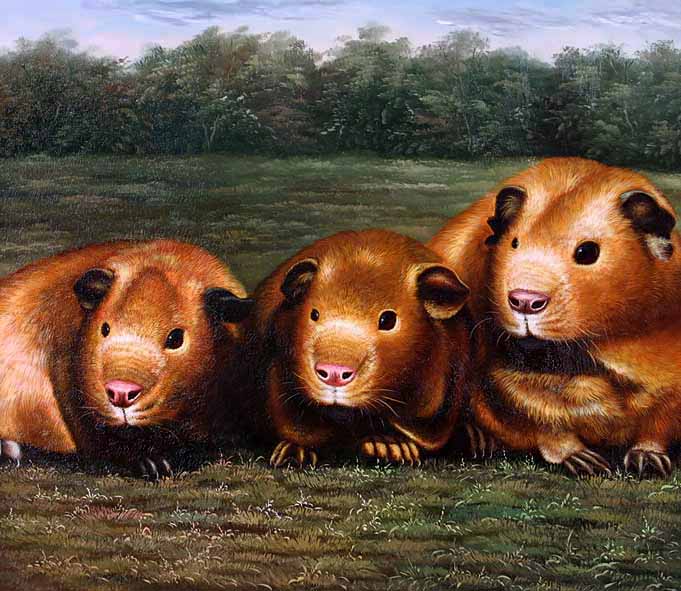 Gold Brown Guinea Pigs