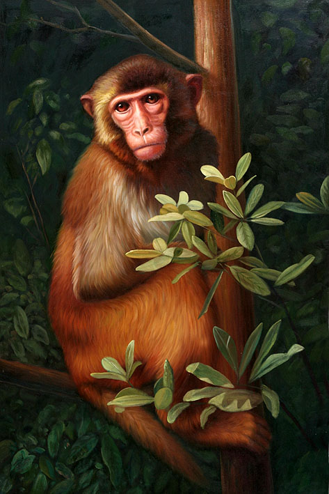 Macaque Monkey