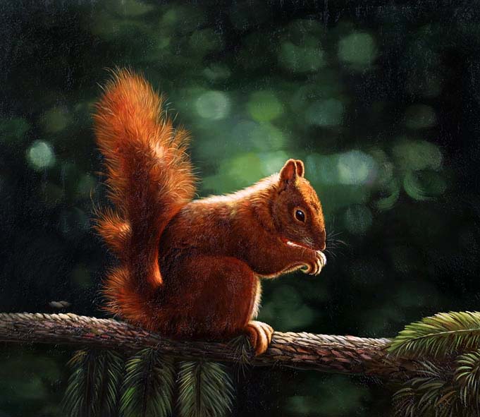 Red Squirrel on Spruce Branch