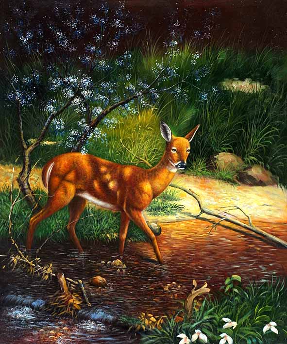 Wading Whitetail Fawn