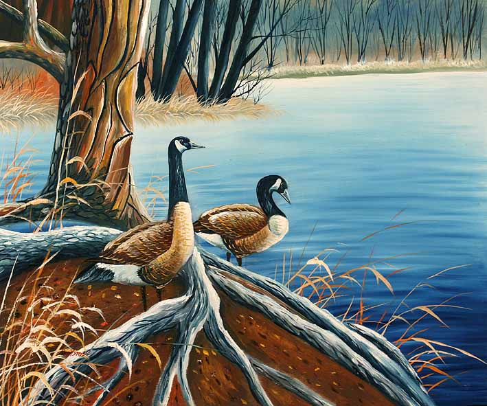 Canada Geese