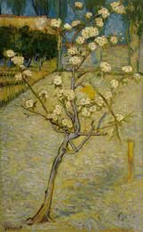 Pear Trees in Bloom, Arles 1888 - Vincent Van Gogh
