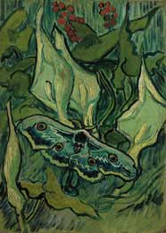 Emperor Moth, St. Remy 5/1889 - Vincent Van Gogh