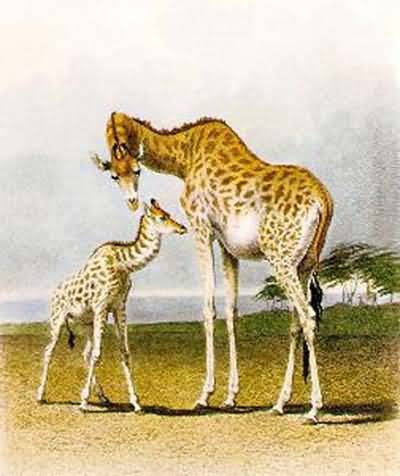Robert Hills Giraffes