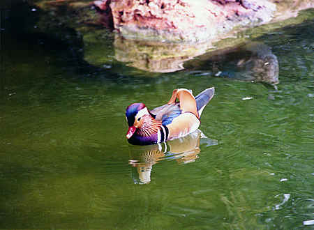 Duck Looking for Food