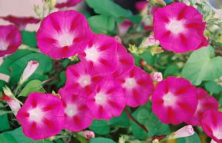 Pink Morning Glories (detail)