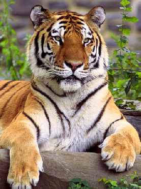 Siberian Tiger Close-Up