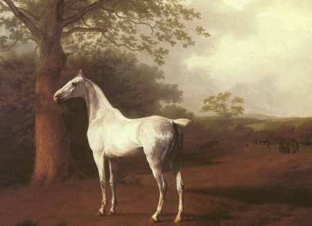 White Horse in a Meadow