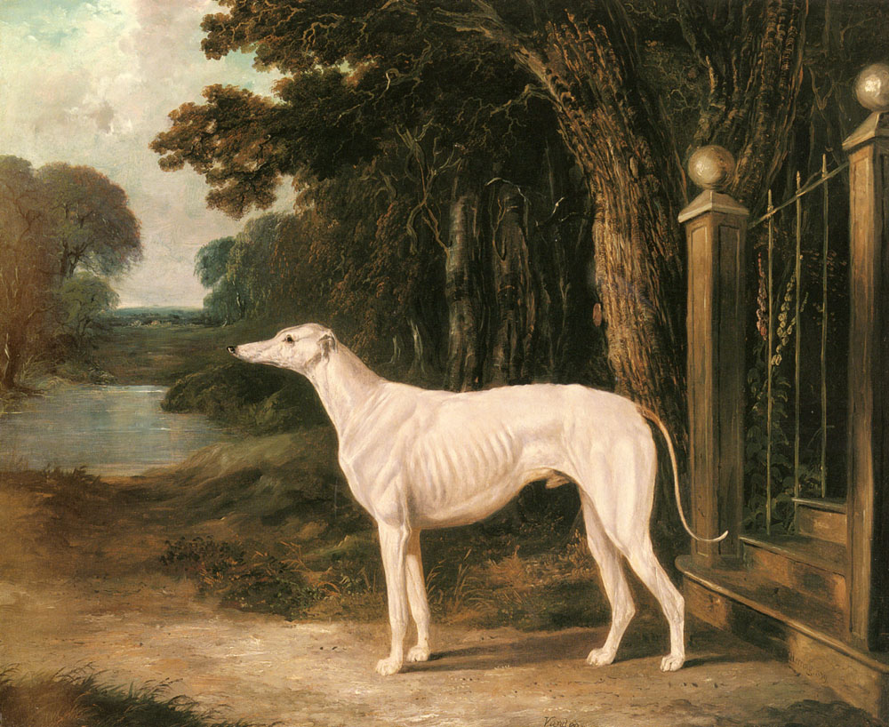 Vandeau, A White Greyhound