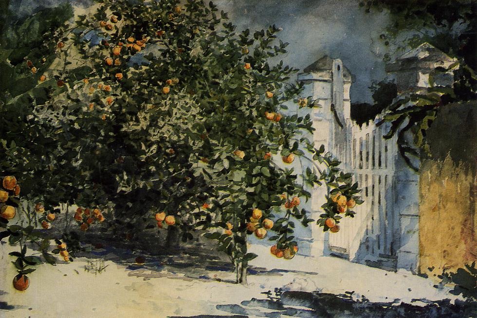 Orange Tree, Nassau