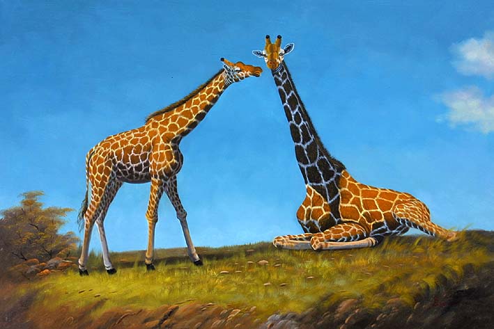 Caressing Giraffes