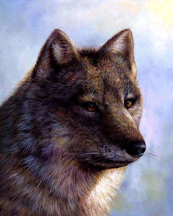 Wolf Portrait