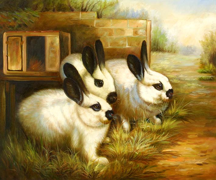Black and White Rabbits