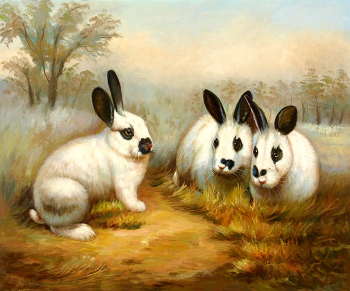 Black and White Rabbits