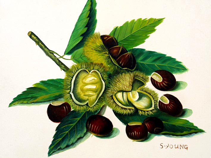 Chestnuts