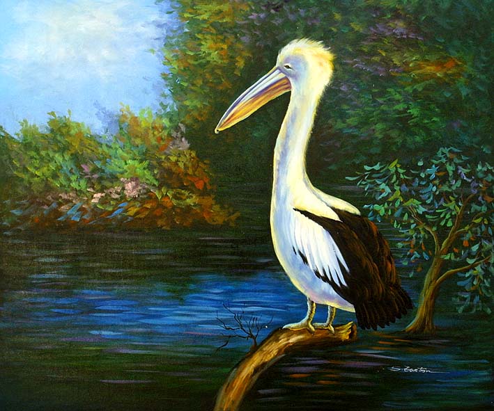 Freshwater Pelican