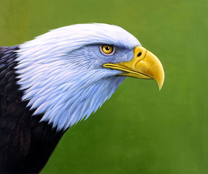 The Bald Eagle