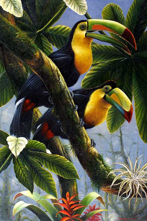 Keel Billed Toucans