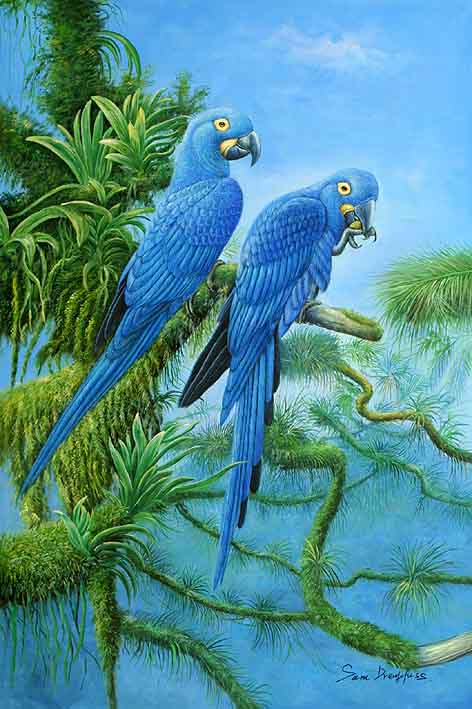 Hyacinth Macaws