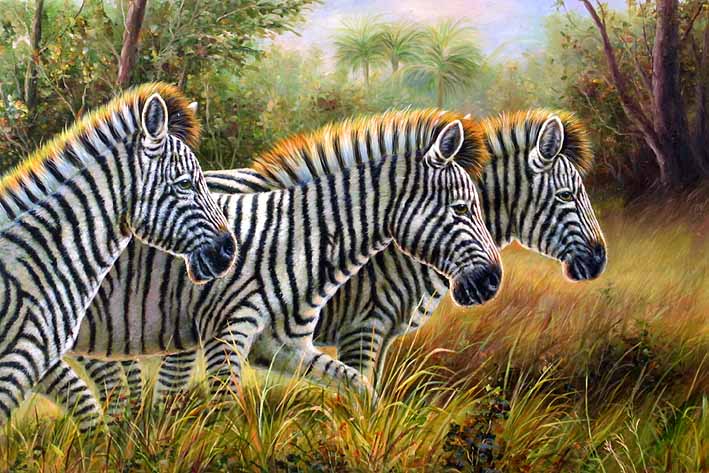 Wandering Savannah Zebras