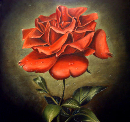 Portrait of the red Rose