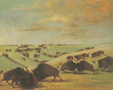 Buffalo Bulls Fighting in Running Season, Upper Mi