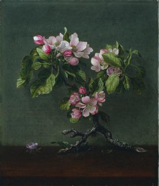 Apple Blossoms