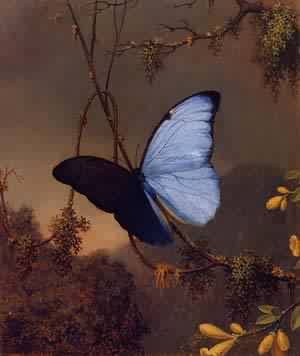 Blue Morpho Butterfly 1864-1865