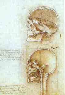 Two Views of the Skull. 1489