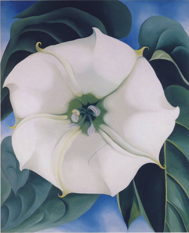 Jimson Weed