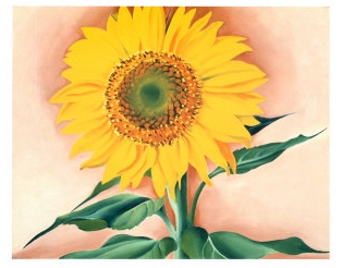 A-Sunflower-from-Maggie-by Georgia-okeeffe-1937