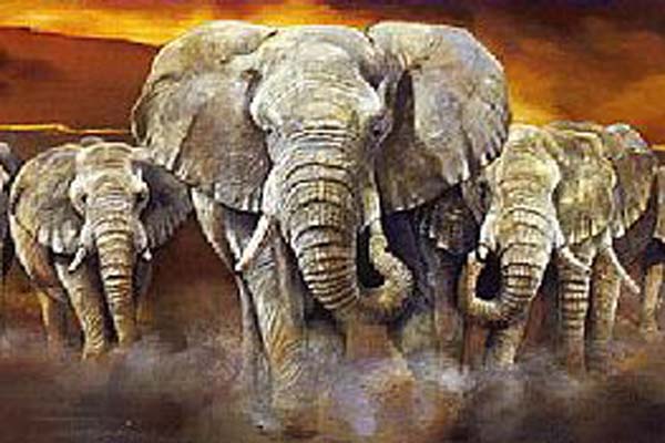 Elephants