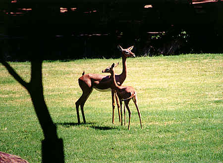 Gerenuk Antelopes