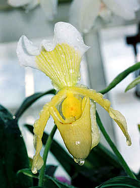 Yellow Lady Slipper Orchid