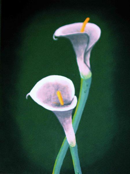 calla lillies